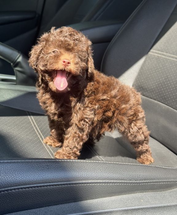 Той пудель девочка