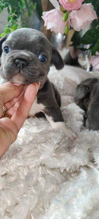Buldog francuski niebieski