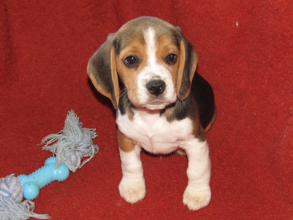 Fêmea Beagle Tricolor, Raça Pura, LOP/Pedigree/Afixo, Porte Pequeno.