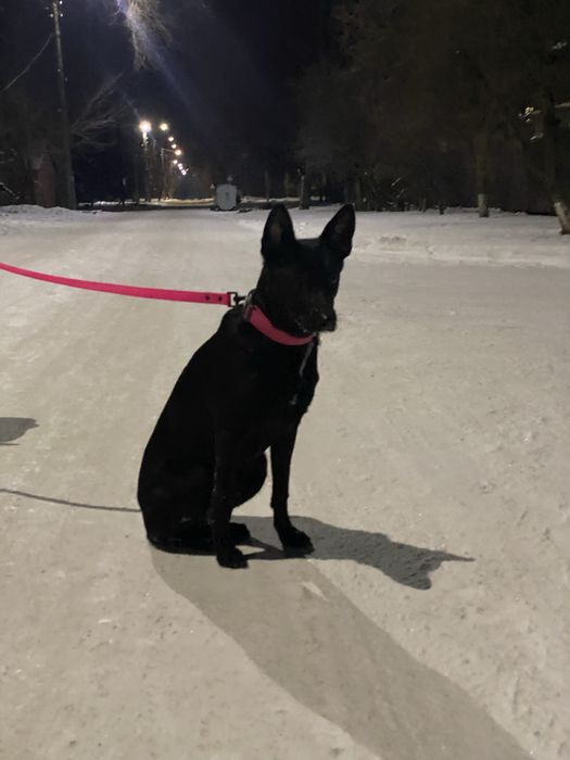 Собачка в добрі руки