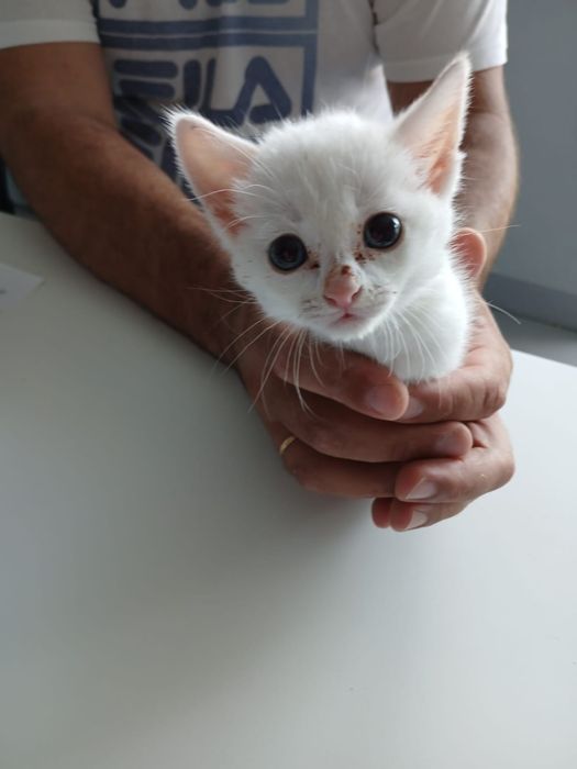 Gatinhos adoção responsável
