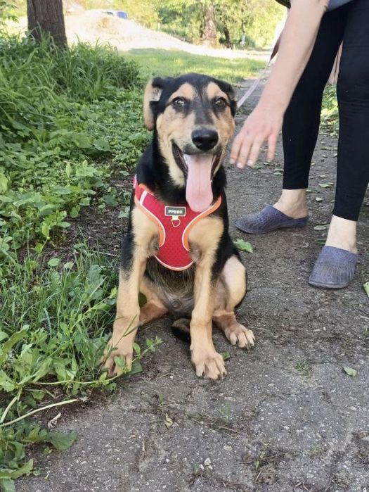 Чудове цуценя ШУКАЄ дім!