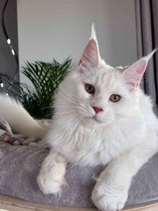 Kocur maine coon  biały/rudy ze srebrem