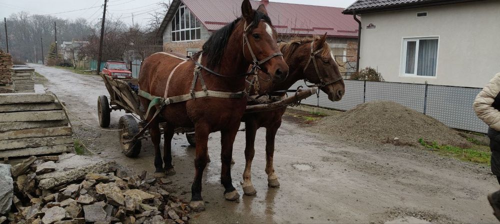 Продам пару коней