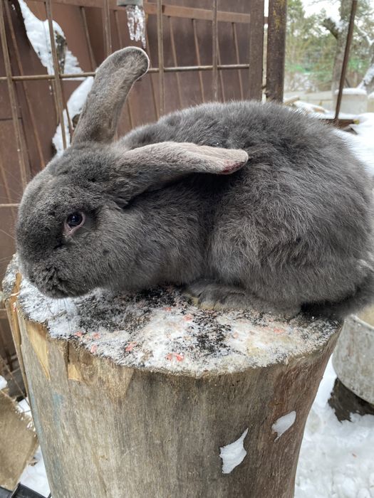 Кріль  порода «Віденьский голубий»