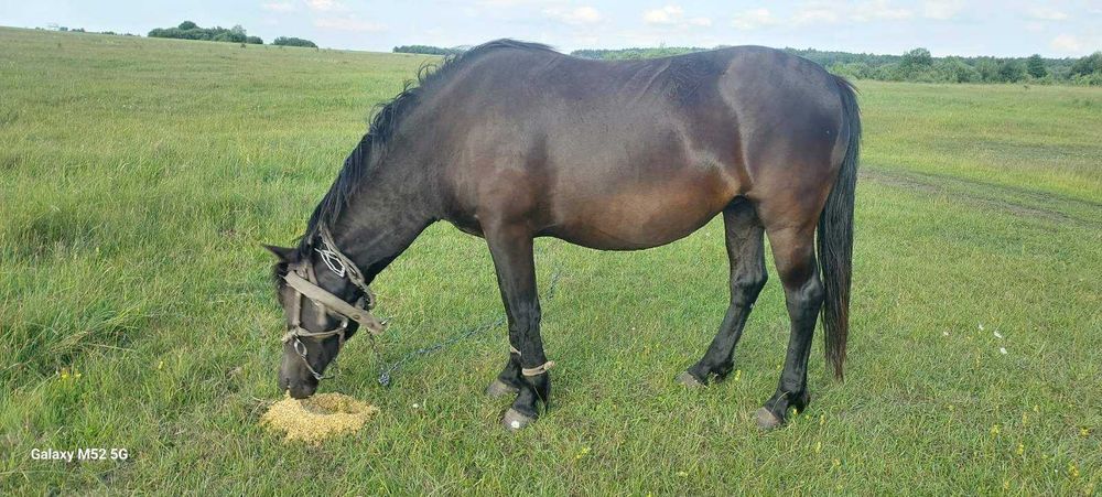 Продам робочу кобилу