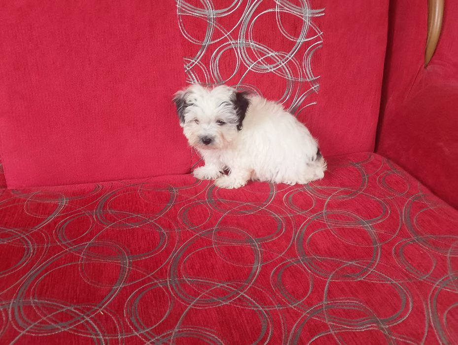 Morkie&hybryda& Maltańczyk& york