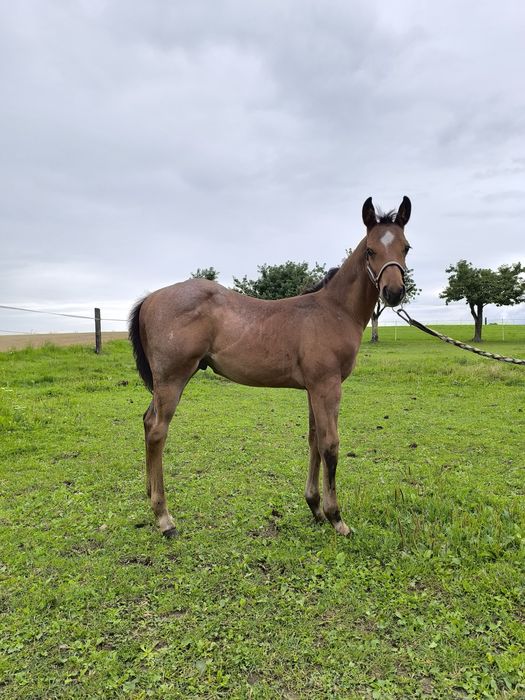 Ogierek quarter horse bay roan