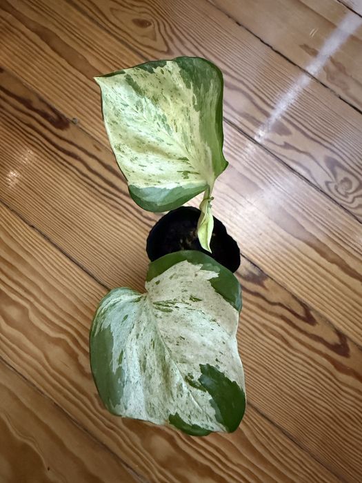 Epipremnum Manjula