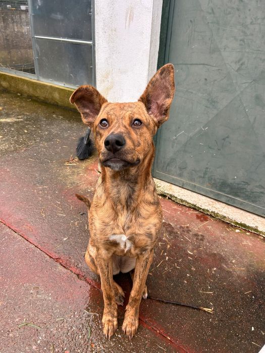 Cadelinha muito carinhosa