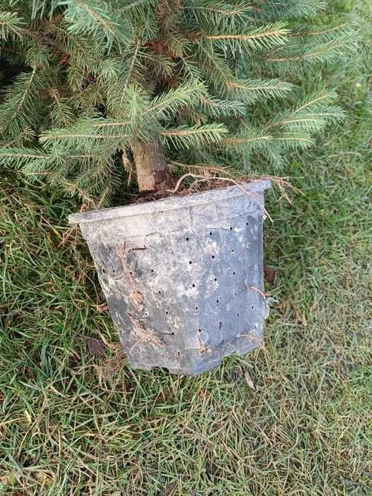 Przekorzeniony świerk srebrny donica 1 - 1,5m EKO