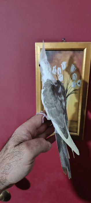 Caturras criadas a mão.