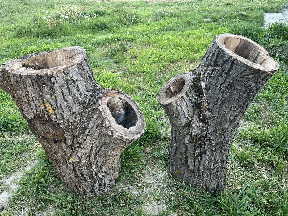 Orzech włoski pień na dekoracje ogodowe