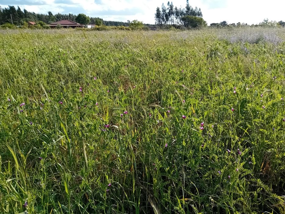 Vendo feno novo, 2025