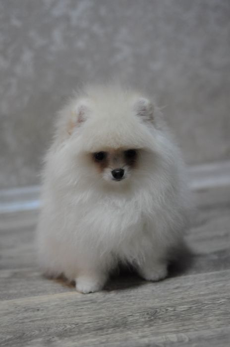 Шикарные VIP медвежата