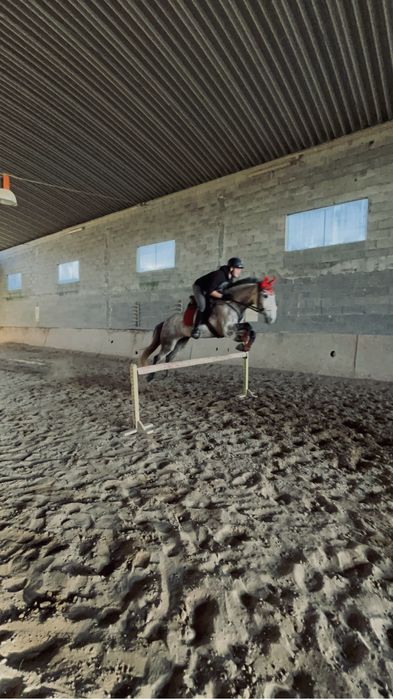 Égua cruzada Lusitano