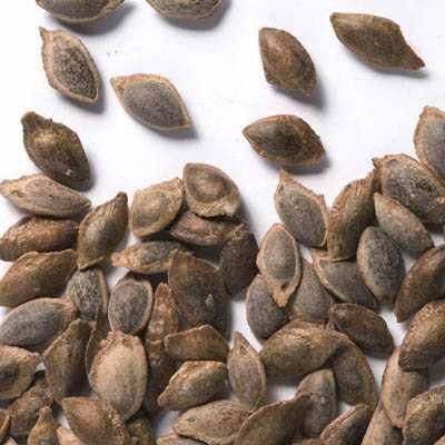 Насіння сосни гімалайської