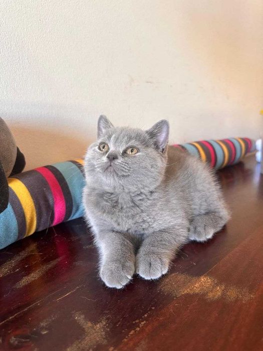 Gatinho disponível.