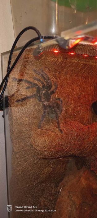 Ptasznik Lasiodora Parahybana Samiec