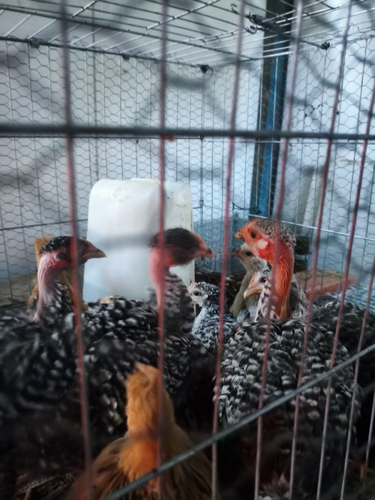 Galinhas Carecas de Carne já em postura e Frangas carecas