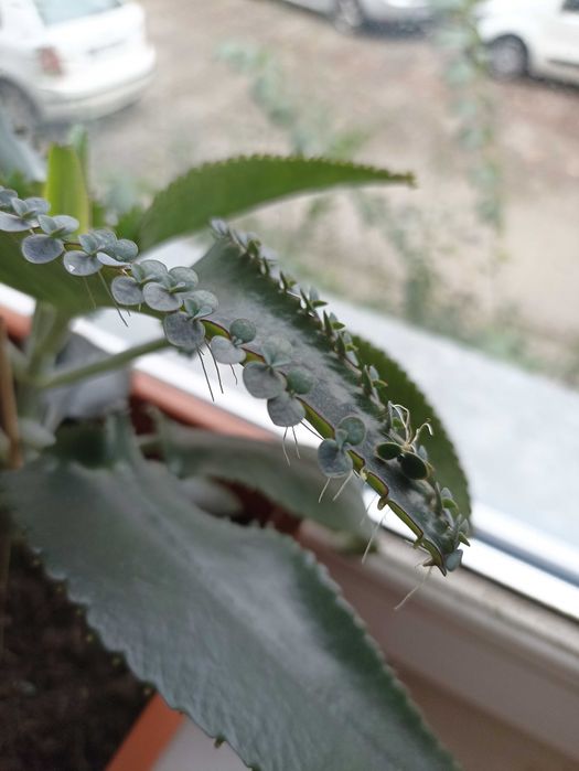 Кiełki kalanchoe. Kalanchoe daigremontiana