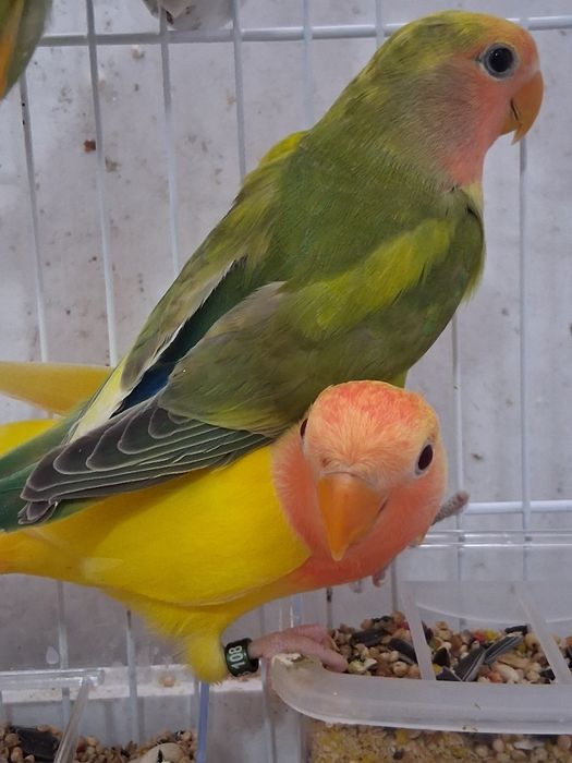 2 roseicollis novos fêmeas