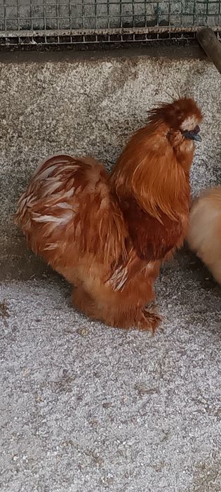 Ovos  e pintos de sedosas do Japão