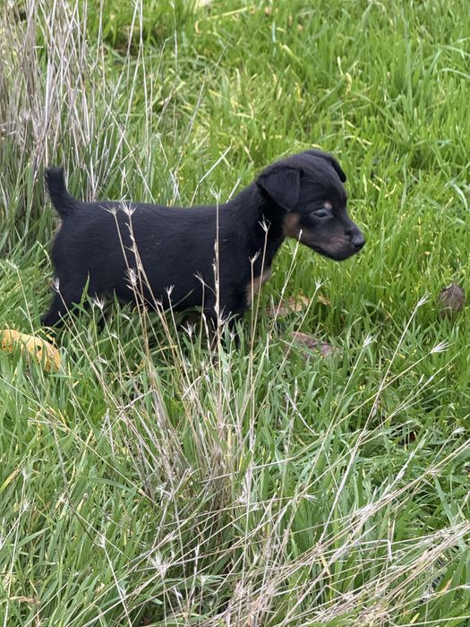 Щенки  немецкого ягтерьера