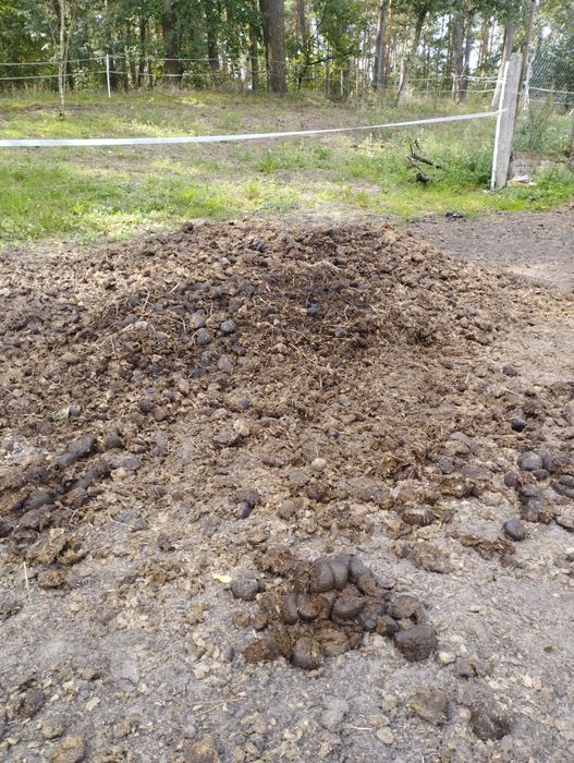 Obornik koński czysty nawóz, transport