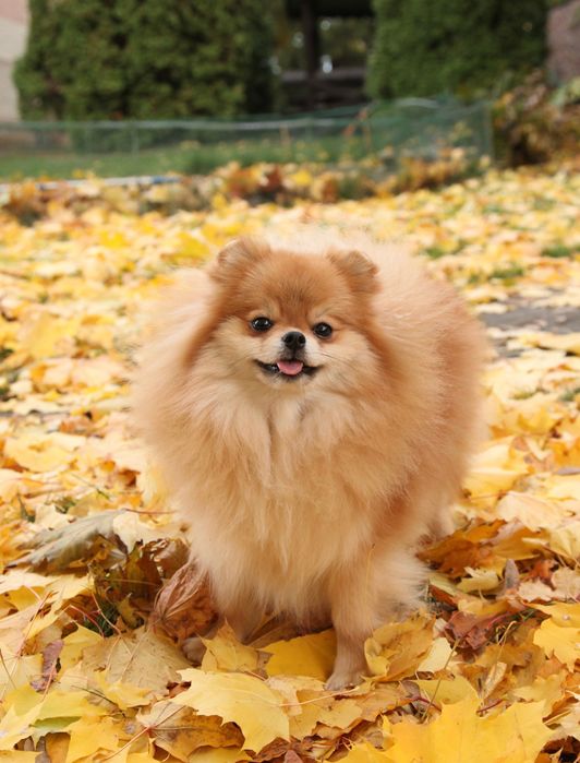 Шикарна дівчинка померанського шпіца.