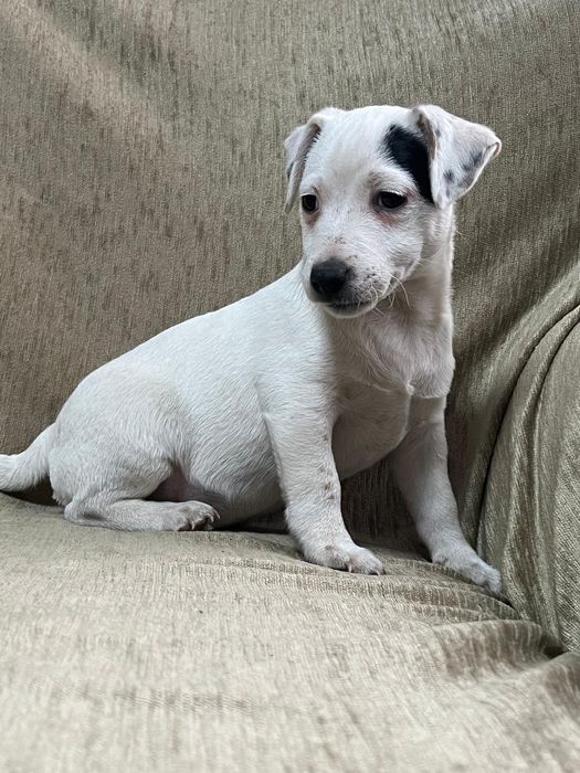 Jack Russell Terrier ( PIESEK ) ur.05.10 .2025