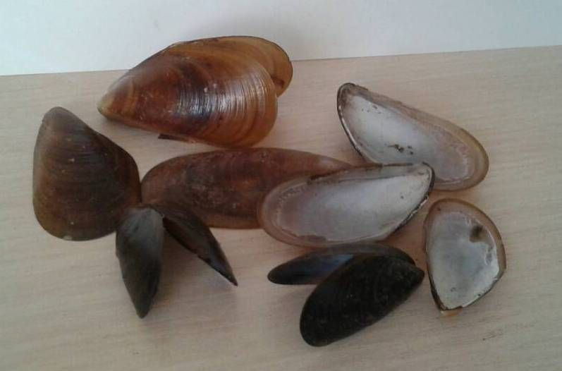 Мушлі мідії Ракушки