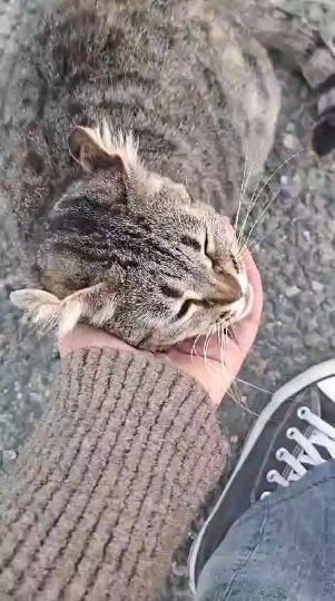 Petsitting 16€ - 24h