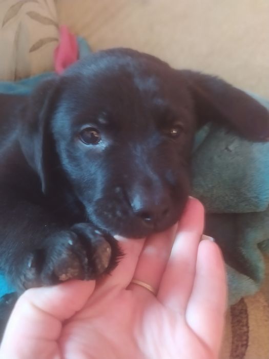 Фото не передає  всієї краси та грації цих чудових малюків.