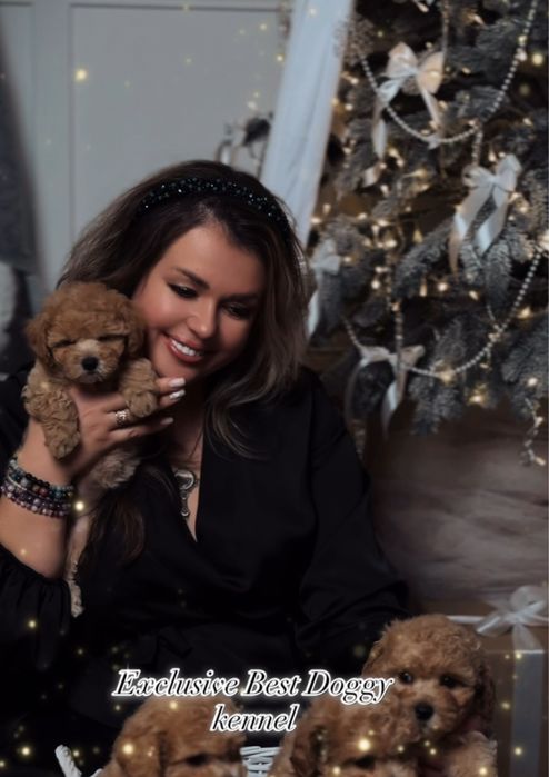 МАЛЬТІПУ. Exclusive VIP mini цуценята мальтіпу ф1 3 і 3.5 місяці