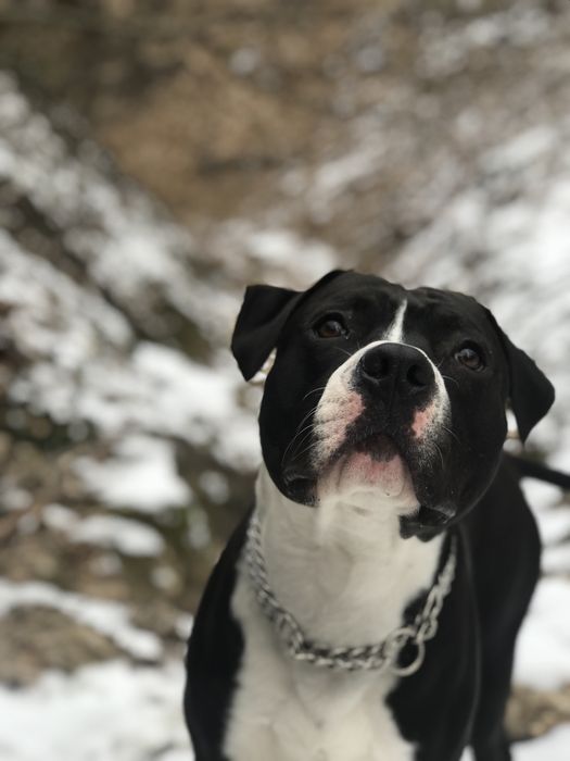 Амстаф шукає дівчинку