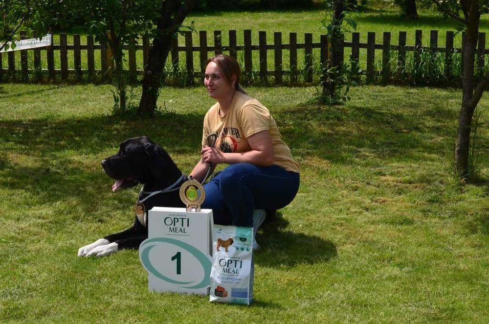 Німецький дог кобель для в'язки