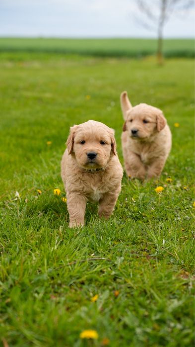 Szczeniak Golden Retriver Złoty