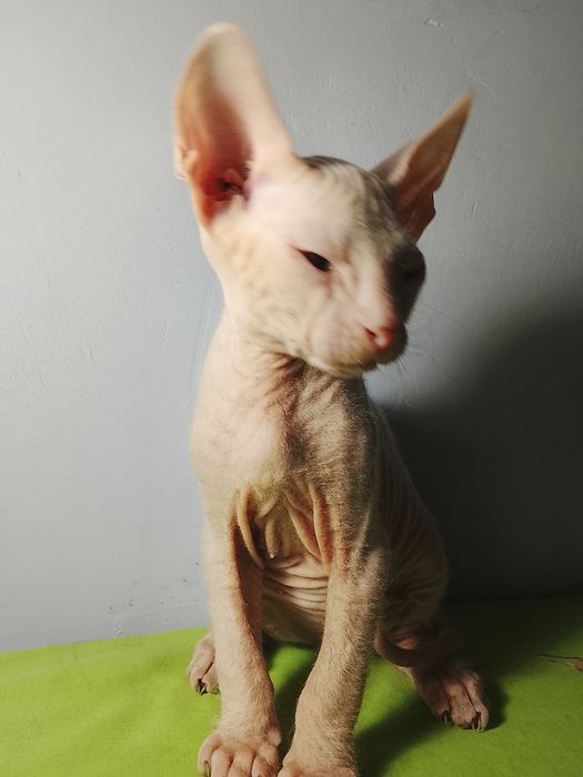 Продажам котят донского сфинкса.   Род 23 04