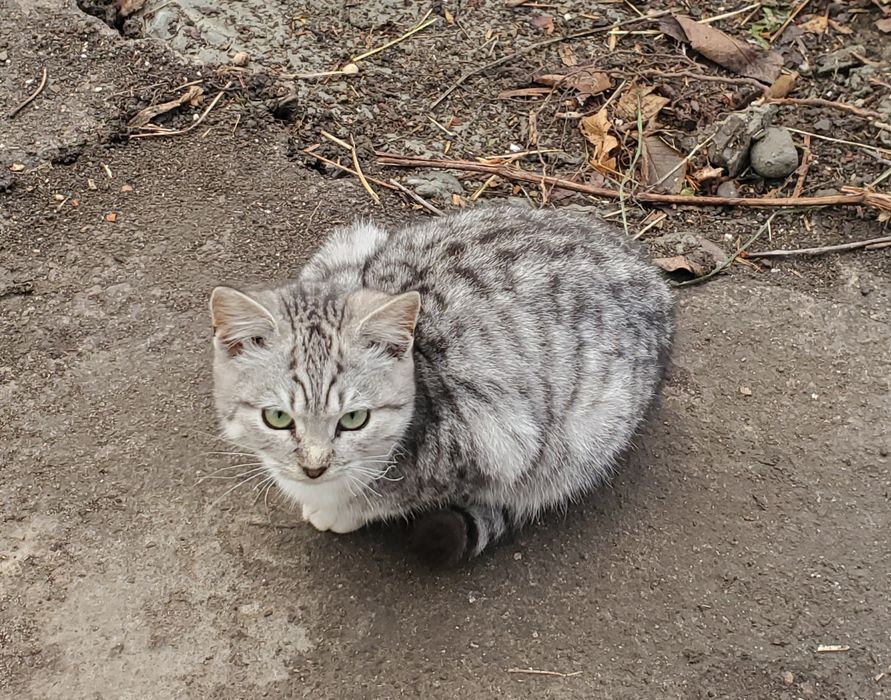 Терміново шукають родину молоді дівчата,.
