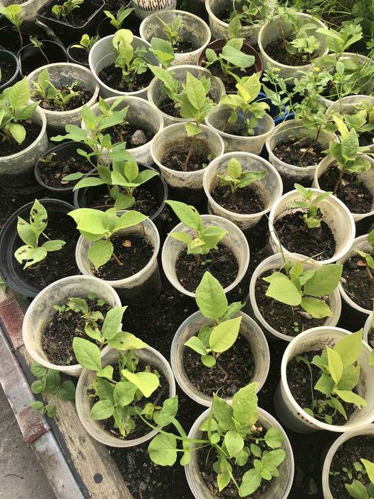 Саджанці магнолії