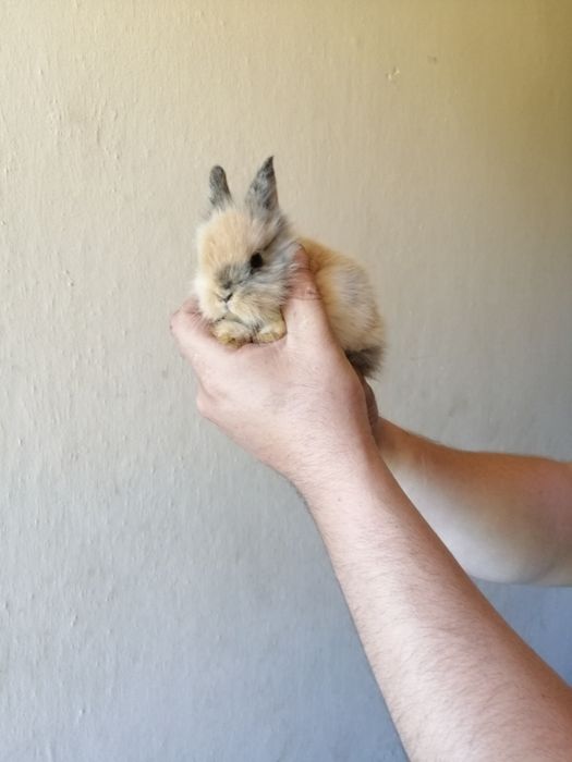 Króliczki karzełki króliczek karzełek Teddy, Lewek, gładki