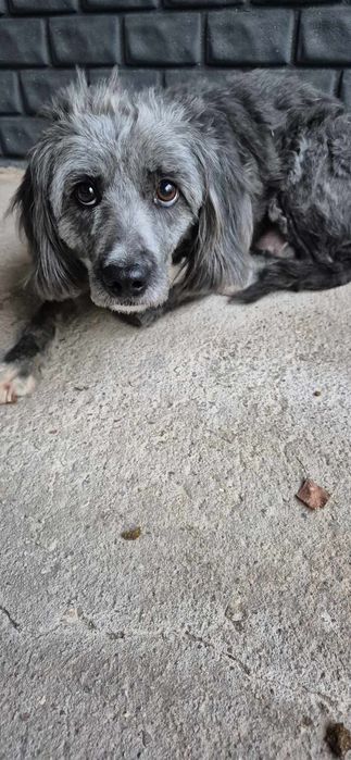 Suczka około 4 lata