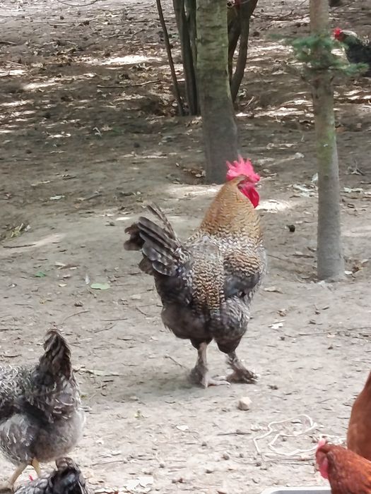 Kogut na rosół wiejski młody