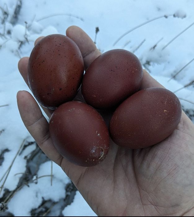 Marans Biały Jaja Legowe