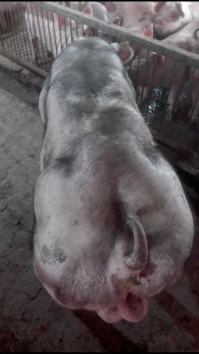 хрячков на племя Кантор  Пьетрен беркшир большой выбор