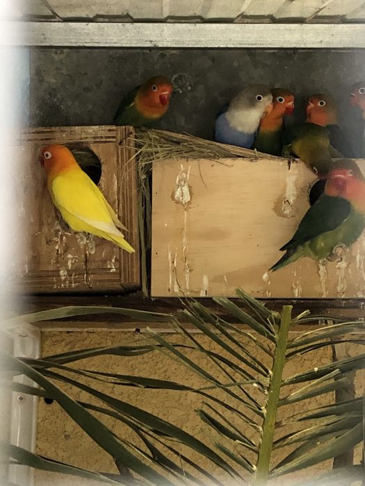 Vendo Passaros Agapornis