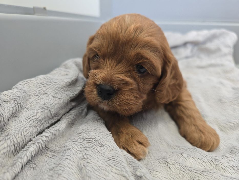 Cavapoo chłopiec brązowy odbiór w maju