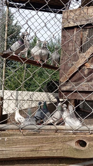 Sprzedam gołębie pocztowe