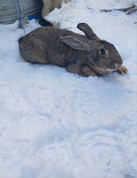 Кролиця її 5 -6 місяців порода фладири